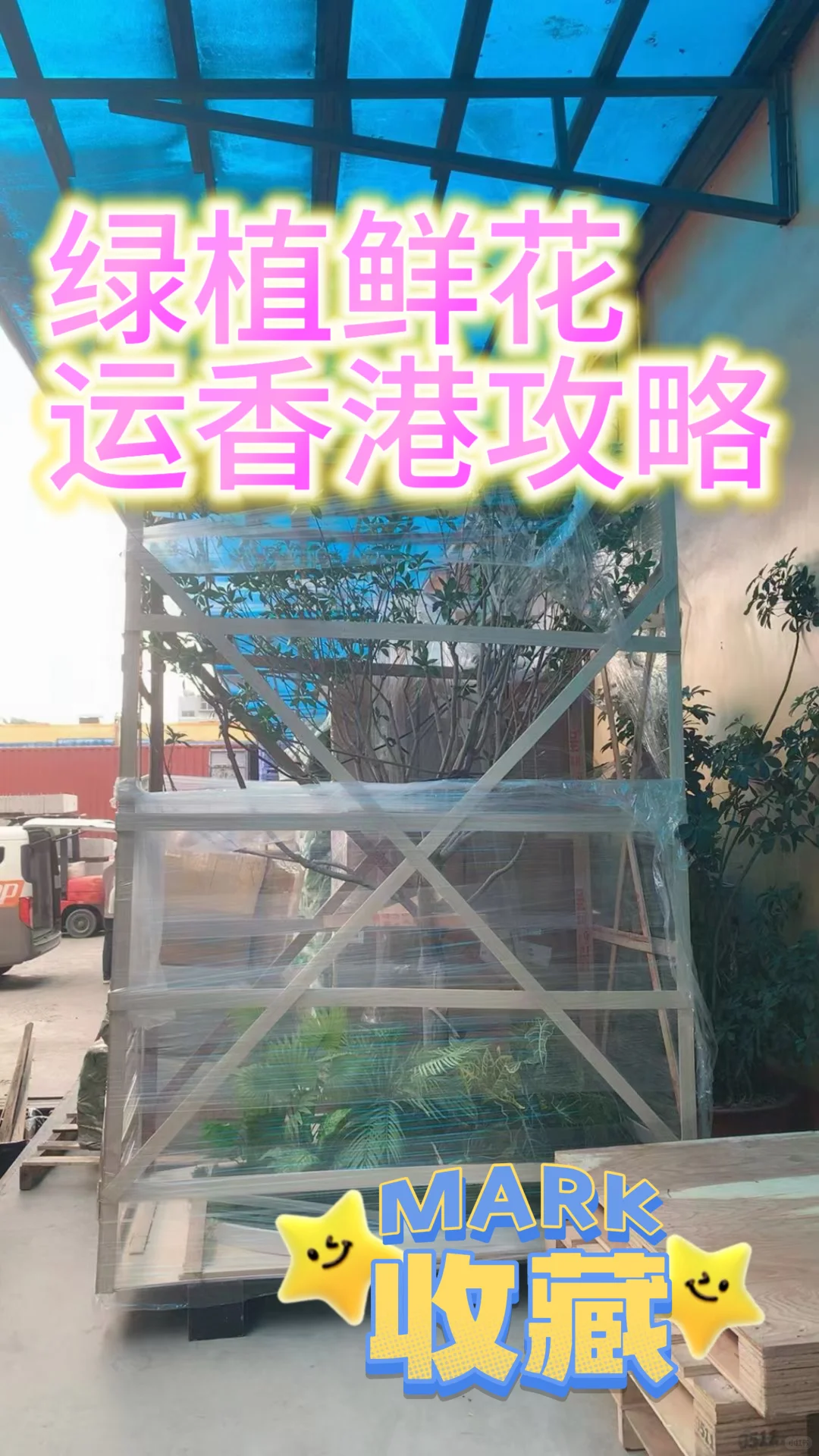 绿植鲜花运输香港